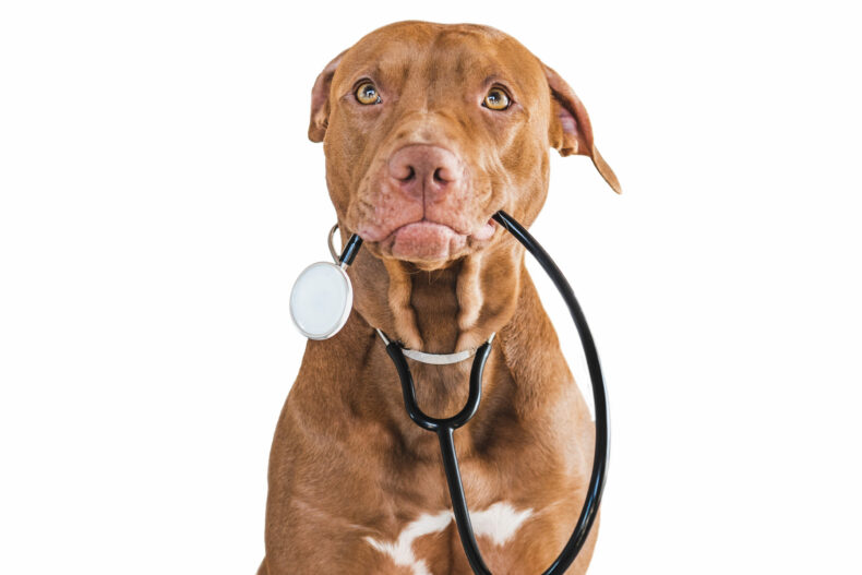 Lovable, pretty puppy of brown color. Close-up, indoor, isolated background. Day light. Pet care concept